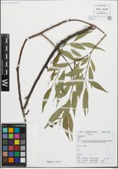 Foto von Salix fragilis L.